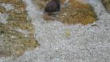 Brown Dipper, foraging and flight