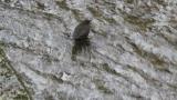 Foraging Brown Dipper