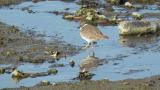 Long-billed Plover, foraging