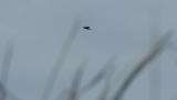 Eastern Marsh Harrier in flight