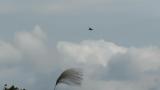 Eastern Marsh Harrier in flight