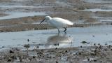 Little Egret foraging by foot stirring