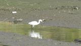 Little Egret foraging by foot stirring