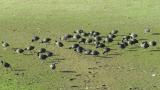 Flock of Eurasian Coots, walking
