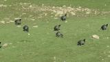 Flock of Eurasian Coots, walking