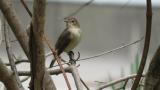Red-breasted Flycatcher