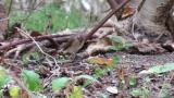 Red-breasted Flycatcher eating a worm