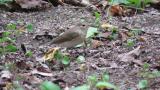 Red-breasted Flycatcher took flight from the ground