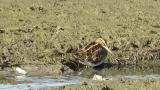 Common Snipe