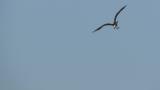 Western Osprey caught fish, but dropped it