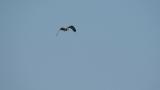 Western Osprey, flight and hovering