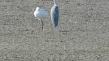 Eurasian Spoonbill, preening