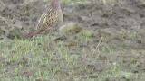 Foraging female Green Pheasant