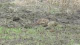 Foraging female Green Pheasant