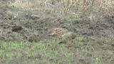 Foraging female Green Pheasant