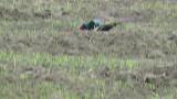 Foraging male Green Pheasant