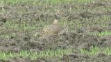 Female Green Pheasant on the ground