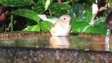 Red-flanked Bluetail, bathing