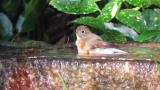 Red-flanked Bluetail, bathing
