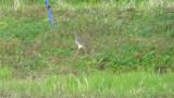 Grey-headed Lapwing, walking, call