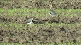Northern Lapwings