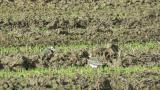 Northern Lapwings