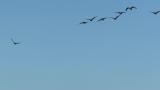 Greater White-fronted Geese in flight