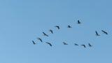 Greater White-fronted Geese in flight