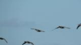 Greater White-fronted Geese in flight