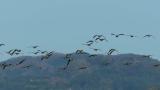 Greater White-fronted Geese in flight