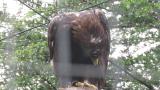Golden Eagle in Ishikawa Zoo, preening in rain