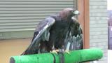Portrait of Golden Eagle at Ishikawa Zoo