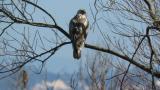 Perched Rough-legged Buzzard