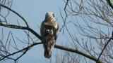 Perched Rough-legged Buzzard