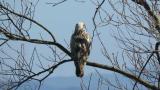 Perched Rough-legged Buzzard