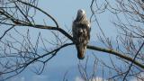 Perched Rough-legged Buzzard