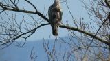 Perched Rough-legged Buzzard