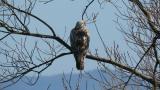 Perched Rough-legged Buzzard