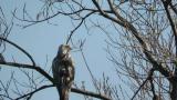 Perched Rough-legged Buzzard