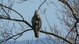 Perched Rough-legged Buzzard