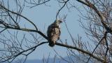 Perched Rough-legged Buzzard