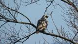 Perched Rough-legged Buzzard flew down