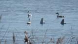 Tundra Swans