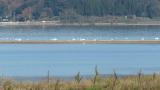 Tundra Swans