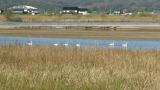 Tundra Swans