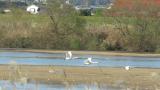 Tundra Swans in flight