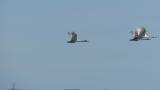Tundra Swans in flight