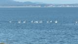 Tundra Swans