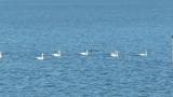 Tundra Swans