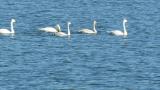 Tundra Swans